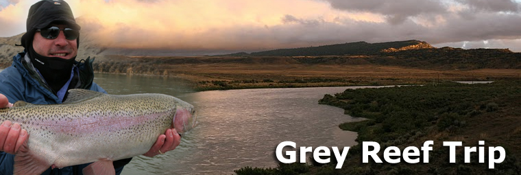 greyreef_header.jpg