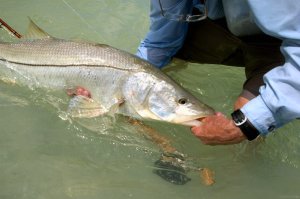 snook40.jpg